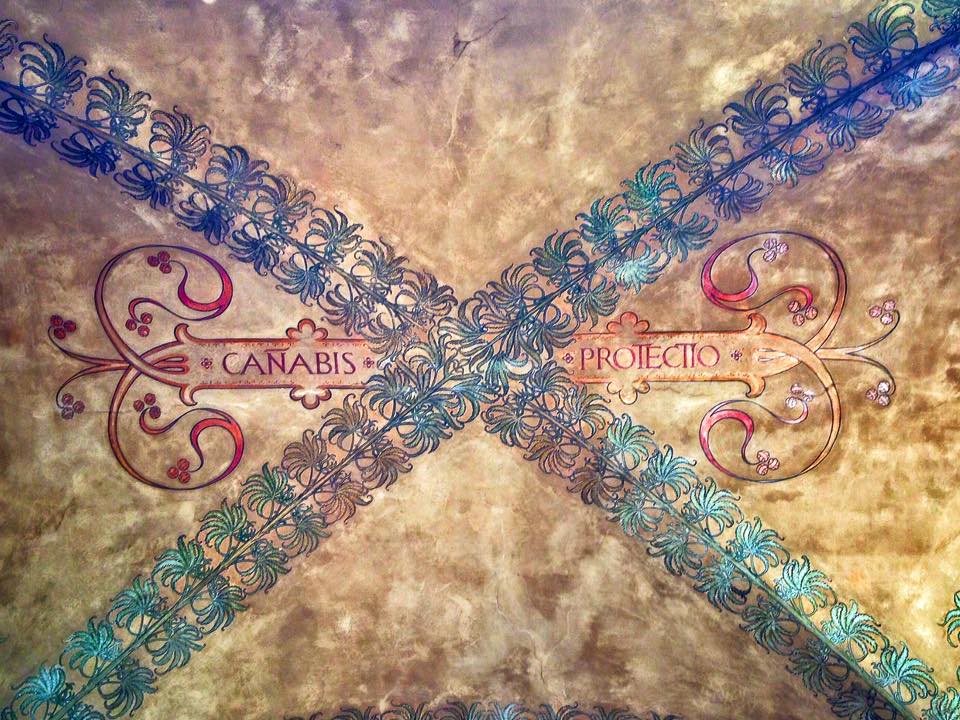 canabis